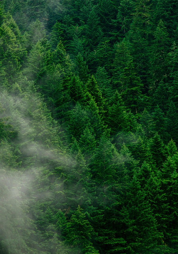 CBAM and Indonesia: Turning Trade Pressure into an Industrial Decarbonization Opportunity