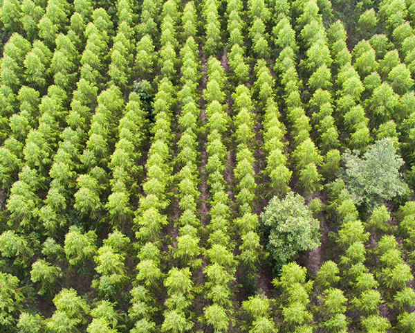 Serv details carbon strategy decarbonize new img